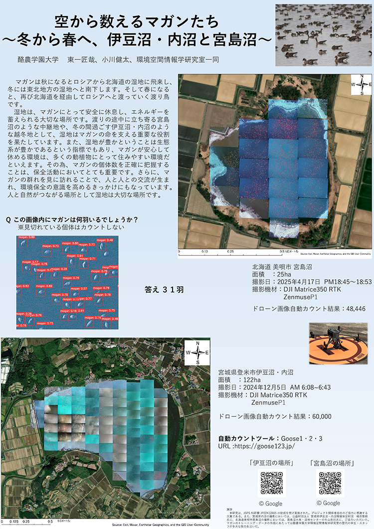 伊豆沼と宮島沼の空から数えるマガンたち ～冬から春へ、伊豆沼・内沼と宮島沼～